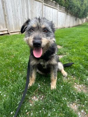 Susie, Terrier / Wirehaired Fox Terrier, adult, available for adoption