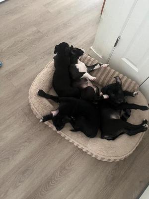 Tyra, Labrador Retriever, puppy, available for adoption