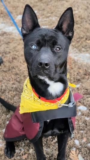 Dante, Shepherd / Husky, young, available for adoption
