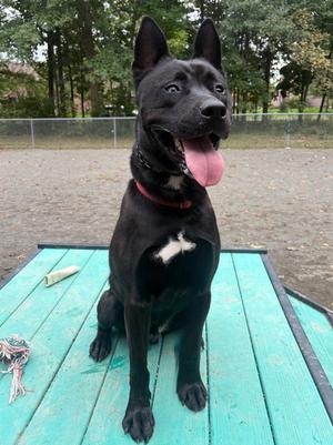 Dante, Shepherd / Husky, adult, available for adoption