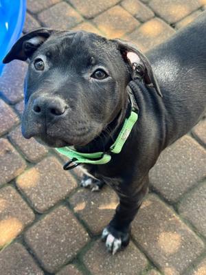 Riggins, Labrador Retriever, puppy, available for adoption