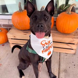 Ocean, American Staffordshire Terrier, adult, available for adoption