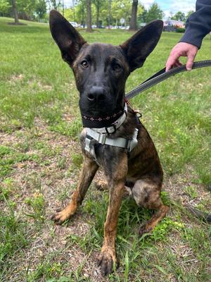 Vince, Dutch Shepherd, young, available for adoption