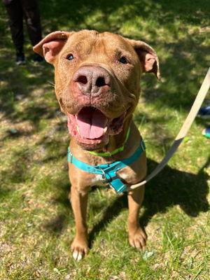 Browny, American Staffordshire Terrier, senior, available for adoption