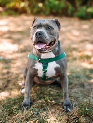 Nala, American Staffordshire Terrier, adult, available for adoption
