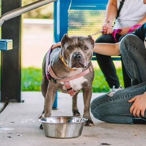 Nala, American Staffordshire Terrier, adult, available for adoption