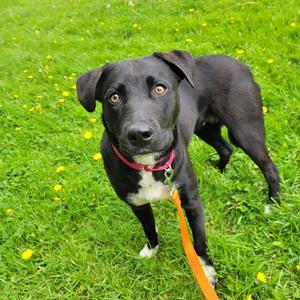 Zoey, Husky / American Staffordshire Terrier, young, available for adoption