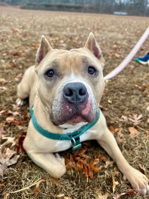 Venus, American Staffordshire Terrier, adult, available for adoption