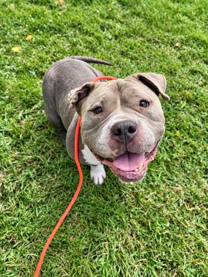 Norma Jean, American Staffordshire Terrier, adult, available for adoption