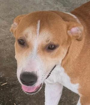 A close-up of a brown and white dog with a pink tongue, looking directly at the camera.
