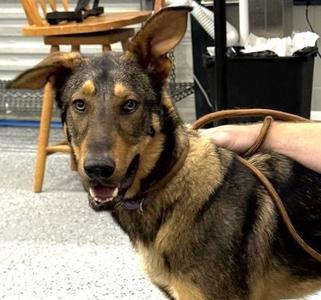 Legend, Shepherd, young, available for adoption