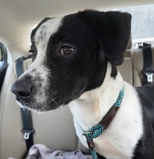 Gelato, Pit Bull Terrier / Basset Hound, young, available for adoption