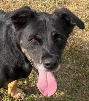 Bingo, Corgi, adult, available for adoption