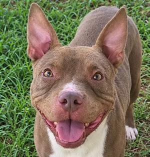 A brown and white dog with perked ears and a happy expression, standing on grass.