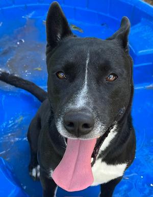 Fido, Carolina Dog, young, available for adoption