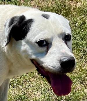 Bo, American Bulldog / Hound, senior, available for adoption