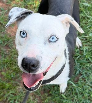 Gertrude, Hound / Dalmatian, young, available for adoption