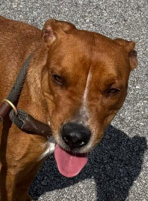 Kami, American Pit Bull Terrier, young, available for adoption