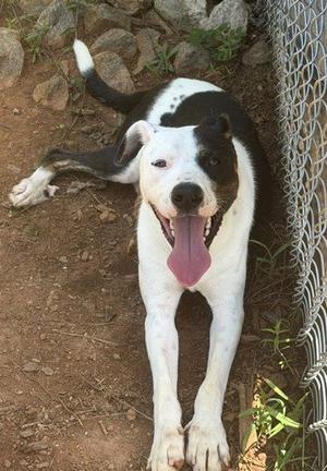 Link (dog), Hound, young, available for adoption