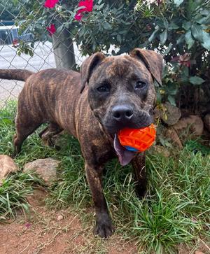 Axel, Pit Bull Terrier, young, available for adoption