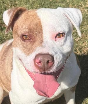 Ivan, American Pit Bull Terrier, young, available for adoption