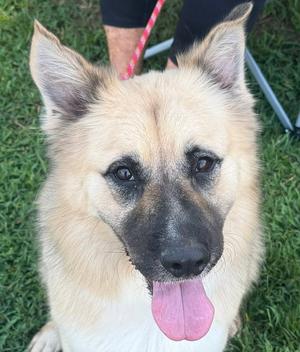 Balto, Shepherd, adult, available for adoption