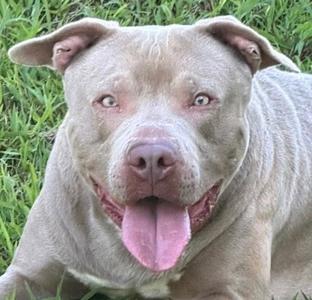 A light-colored pit bull dog with a pink tongue sticking out, lying on grass.