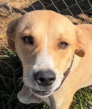 Gambit, Labrador Retriever / American Pit Bull Terrier, adult, available for adoption