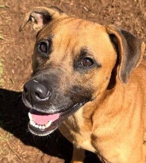 Hank, Shepherd, young, available for adoption