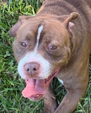 Hoggart, Boxer, young, available for adoption