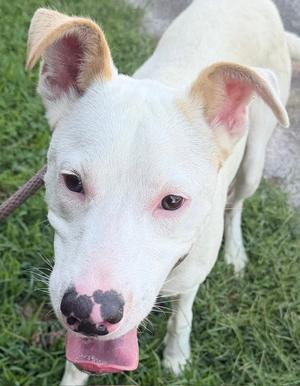 Cobweb, Retriever, young, available for adoption