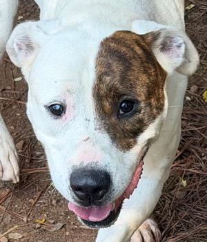 Luther, Bulldog, adult, available for adoption
