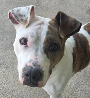 Close-up of a brown and white dog with a black nose and dark eyes, looking directly at the camera.
