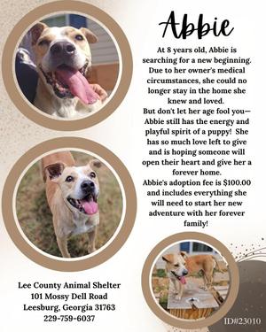 Abbie, Mixed Breed, senior, available for adoption