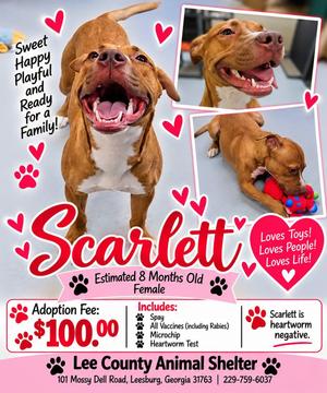 Scarlett, Pit Bull Terrier, young, available for adoption