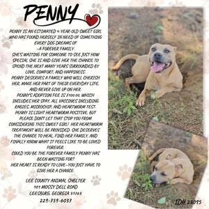 A dog named Penny with a white and brown coat, lying down with its mouth open, appearing happy. The image includes text describing Penny's story and adoption information.