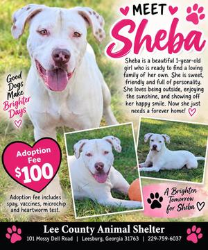 Sheba, American Bulldog, young, available for adoption