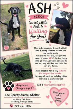 Ash, Labrador Retriever, young, available for adoption