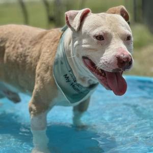 A light-colored pit bull dog wearing a bandana that says "My Name Is" is standing in a pool of water, with its tongue out and looking happy.