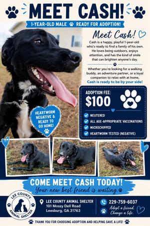 Cash, German Shepherd Dog, young, available for adoption