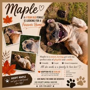 Maple, Mixed Breed, young, available for adoption