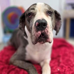 Django, Great Dane, senior, available for adoption