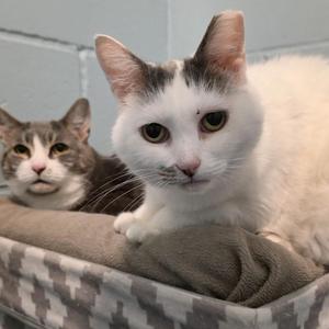 Two cats sitting in a bed, one white with black markings and the other gray and white, both looking at the camera.