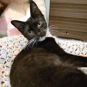 Macarena, young, available for adoption