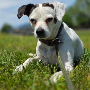 Perdita, Beagle, senior, available for adoption