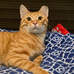 Mandarin, adult, available for adoption