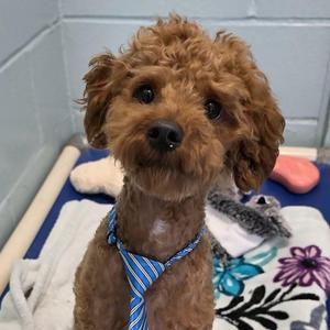 Teddy, Miniature Poodle, adult, available for adoption