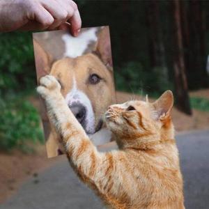 Smithtown Animal Shelter