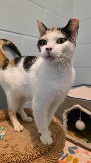 Lauretta, adult, available for adoption