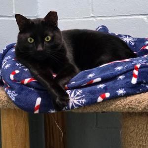 Ben, adult, available for adoption